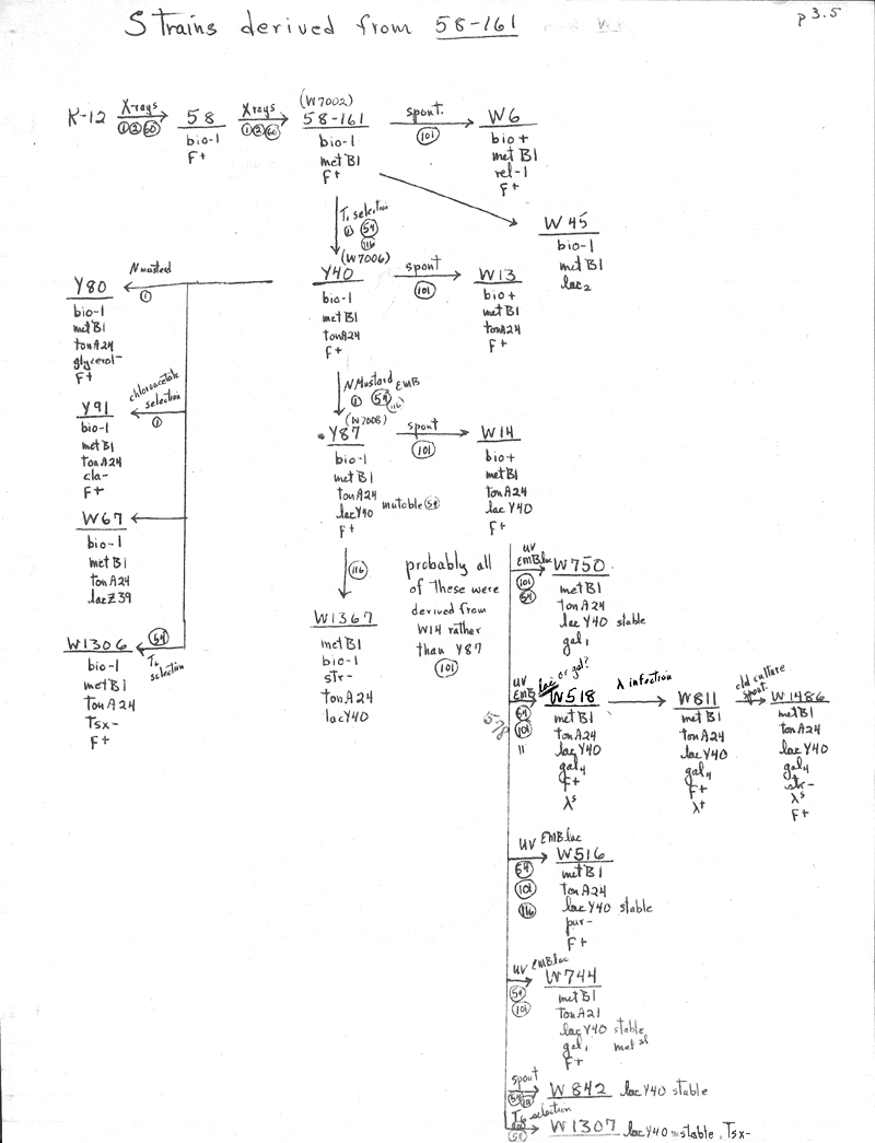 X13 BJBachmann Reconstruction p3.5